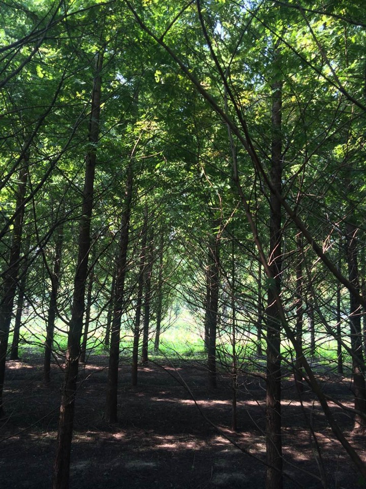 水杉種植基地